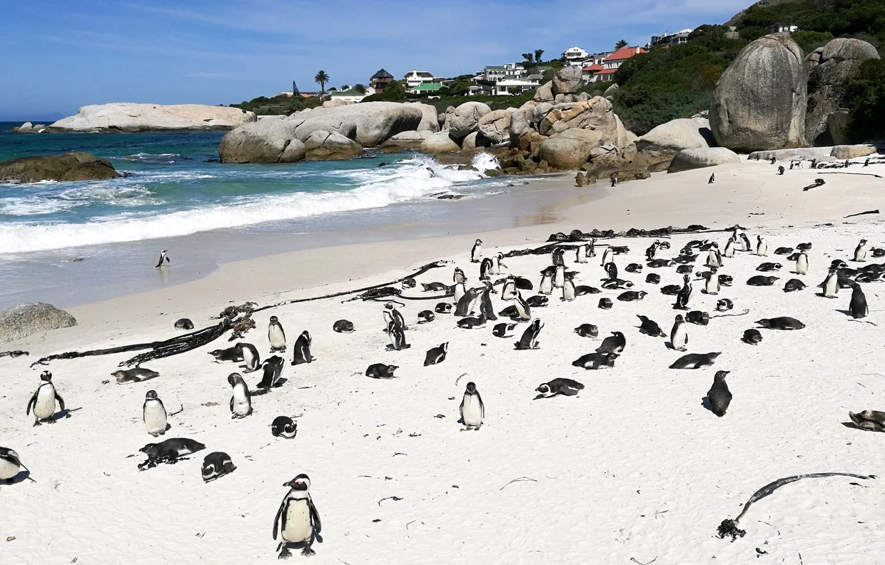 Penguin colony on the white sand at Boulders Beach with granite boulders and houses behind