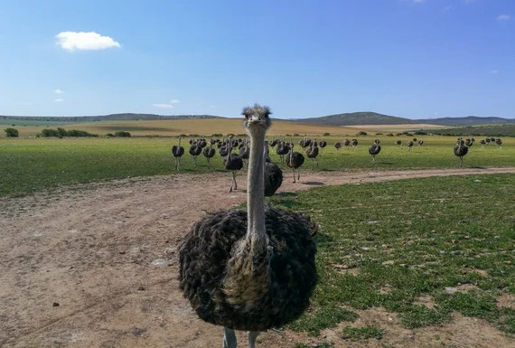 South Africa