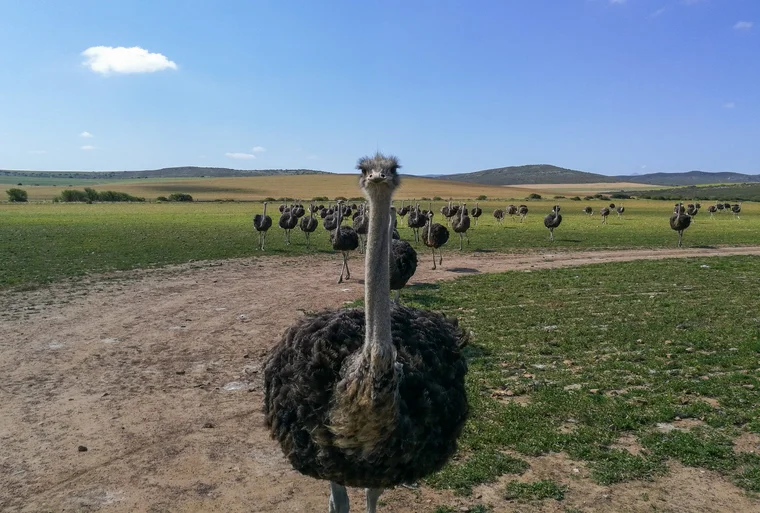 Scenic landscape in South Africa