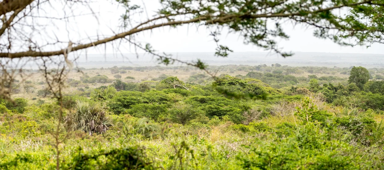Dense subtropical vegetation in iSimangaliso