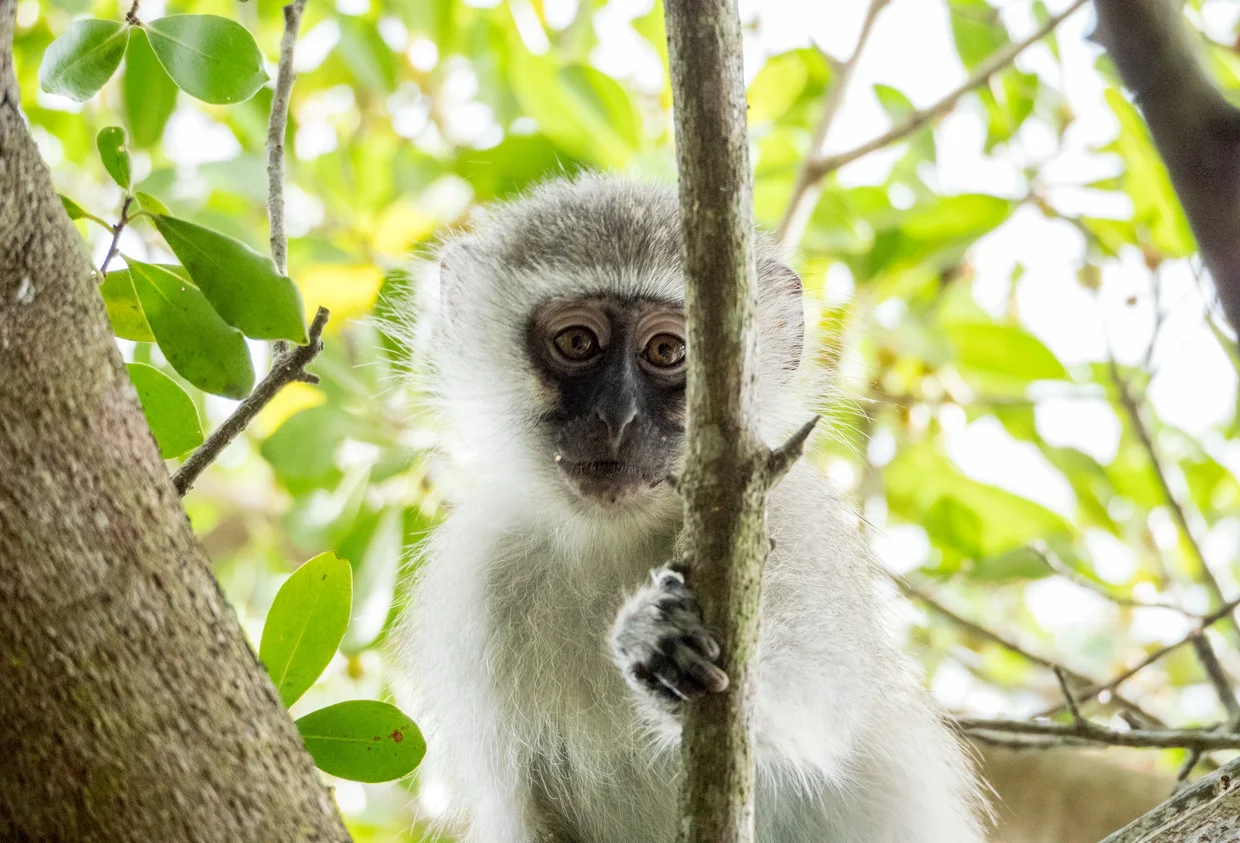 A young vervet monkey peering through tree branches