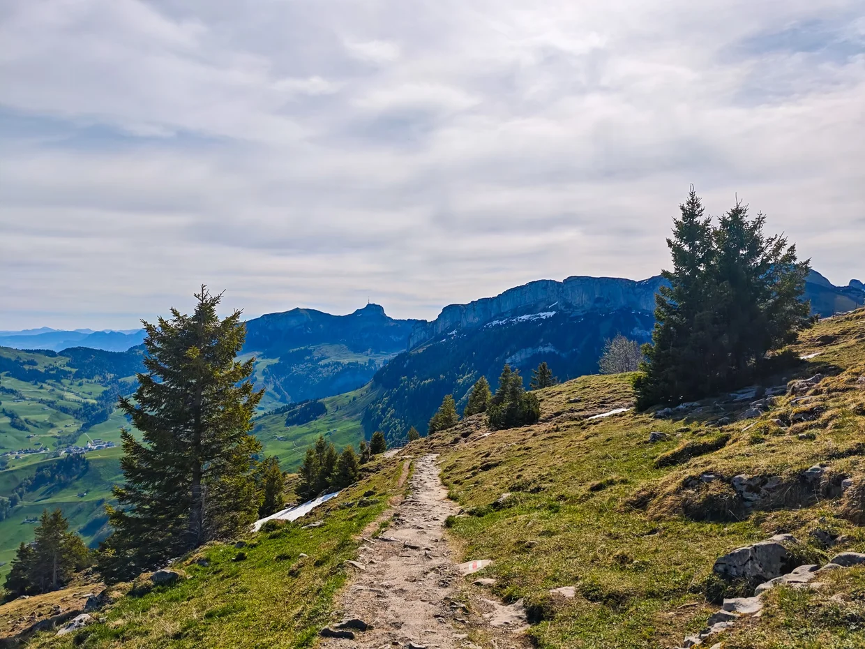 The ridge path leaving the Ebenalp station, pines and Alpstein peaks on every side