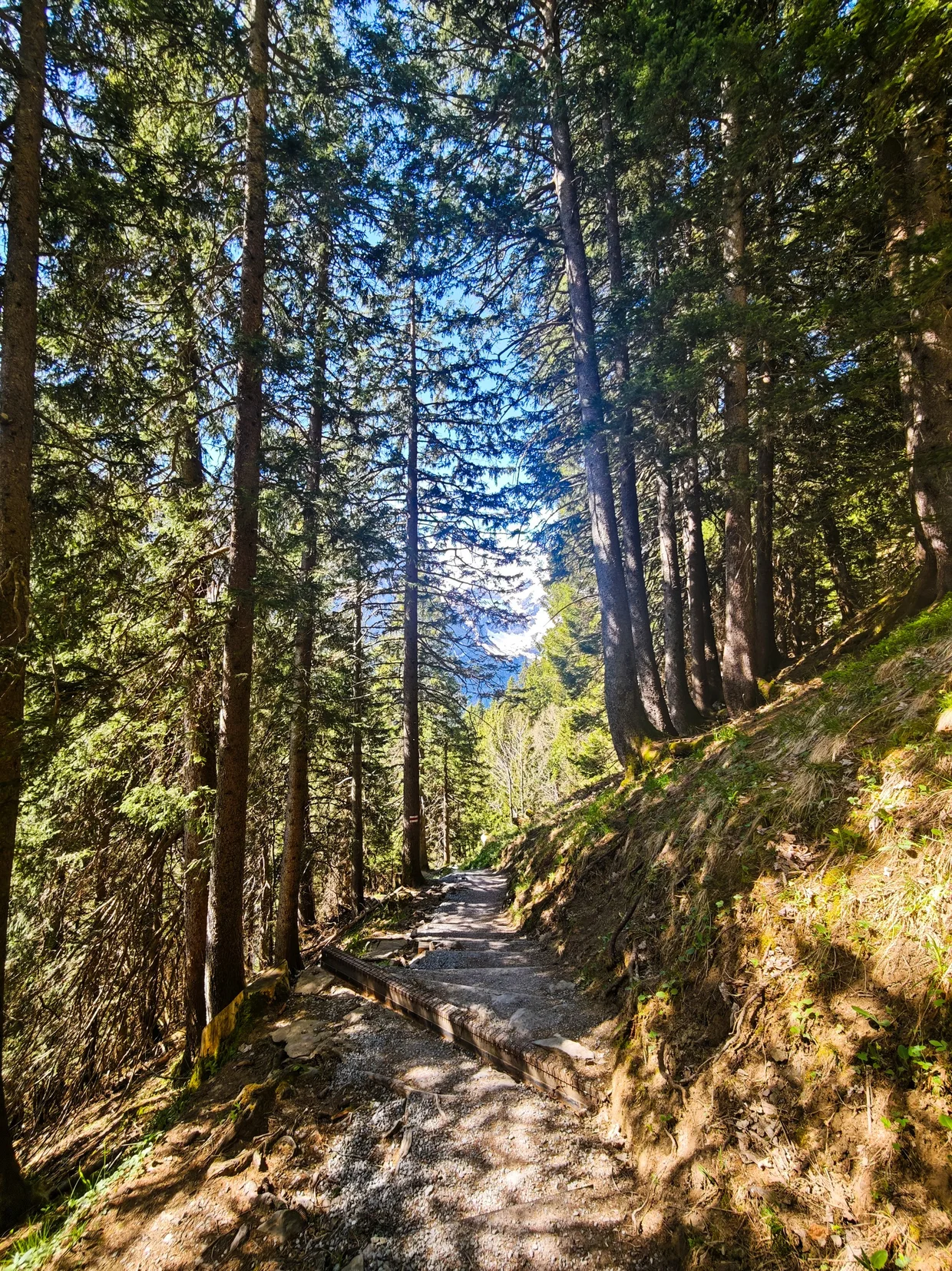 Pine-forest descent path catching dappled afternoon sun