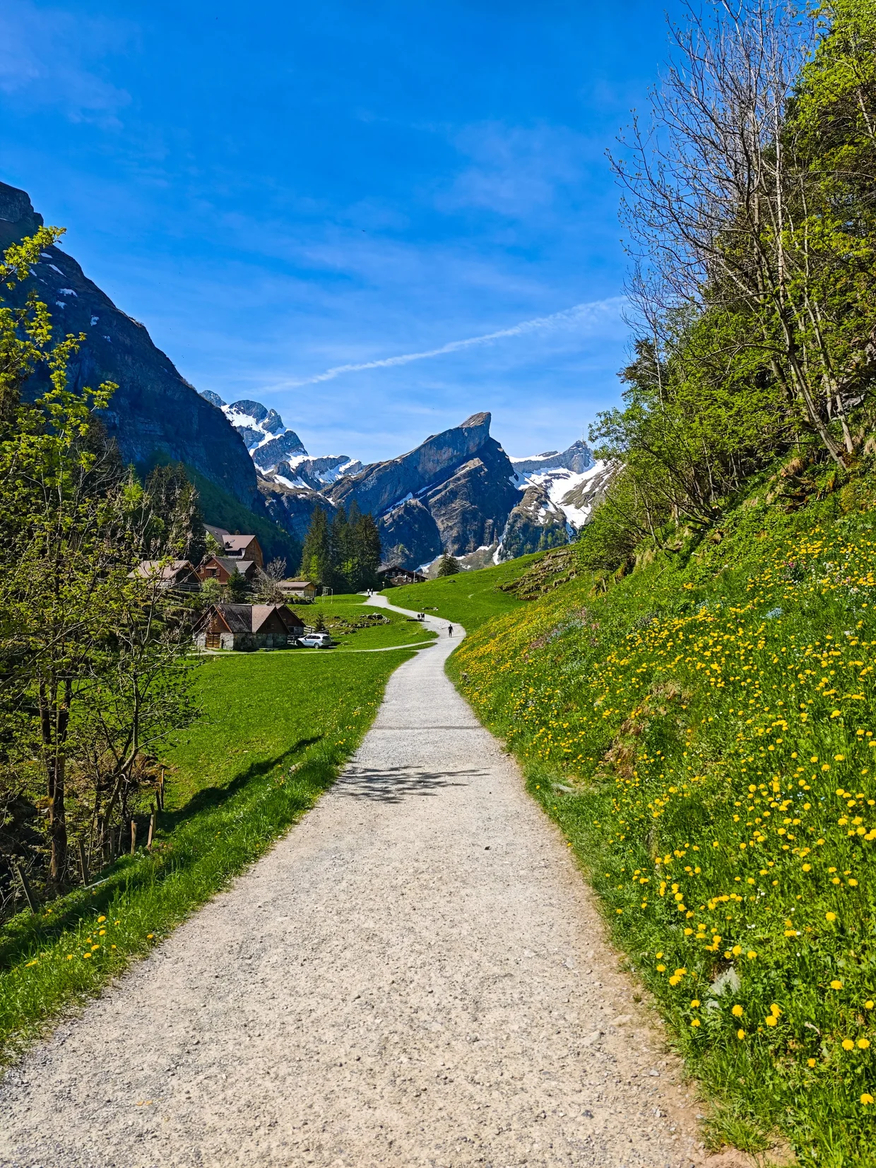 Dandelion-lined path dropping toward the Seealpsee farms, snowy peaks ahead