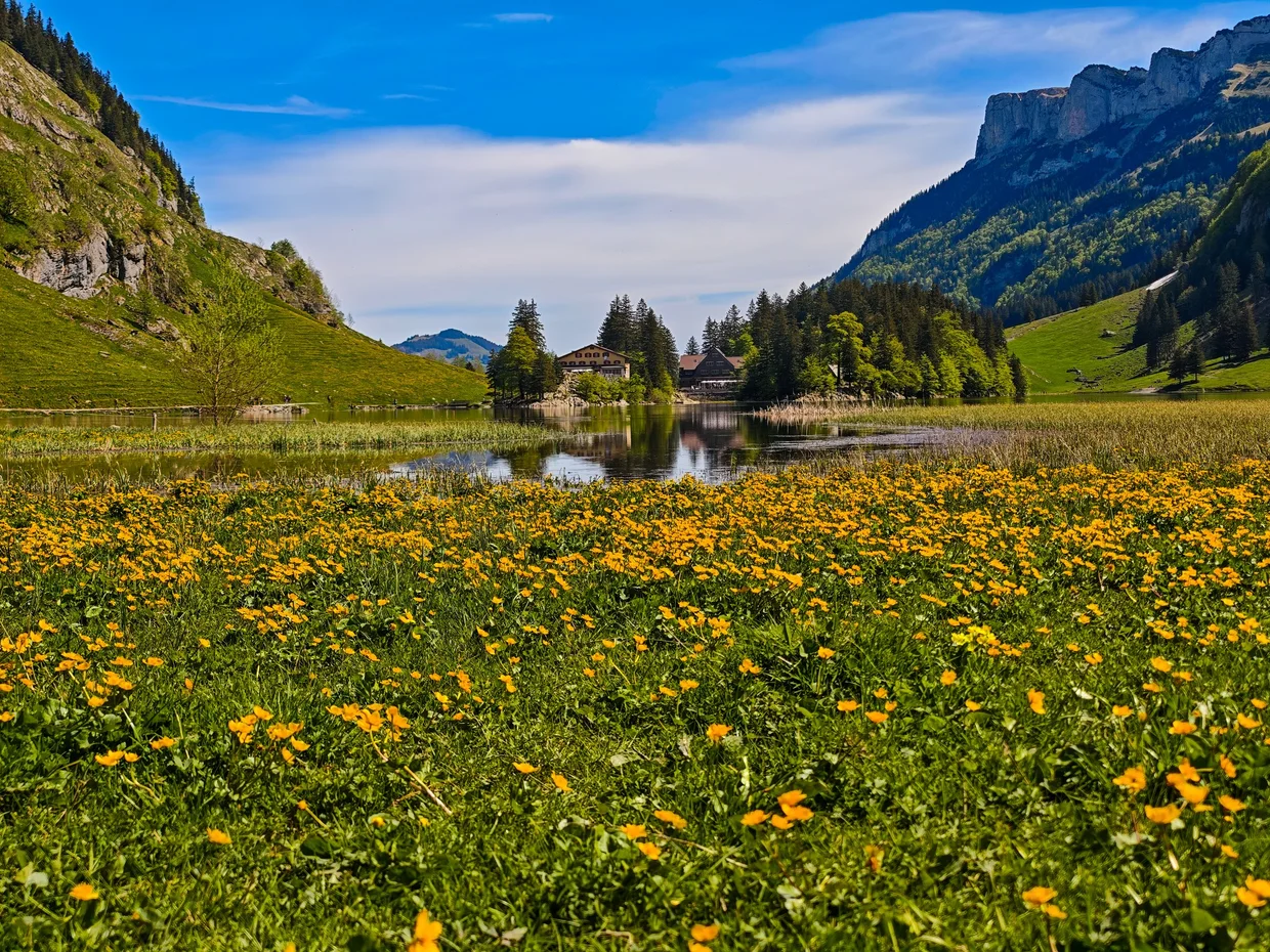 Lakeside meadow blanketed in yellow buttercups