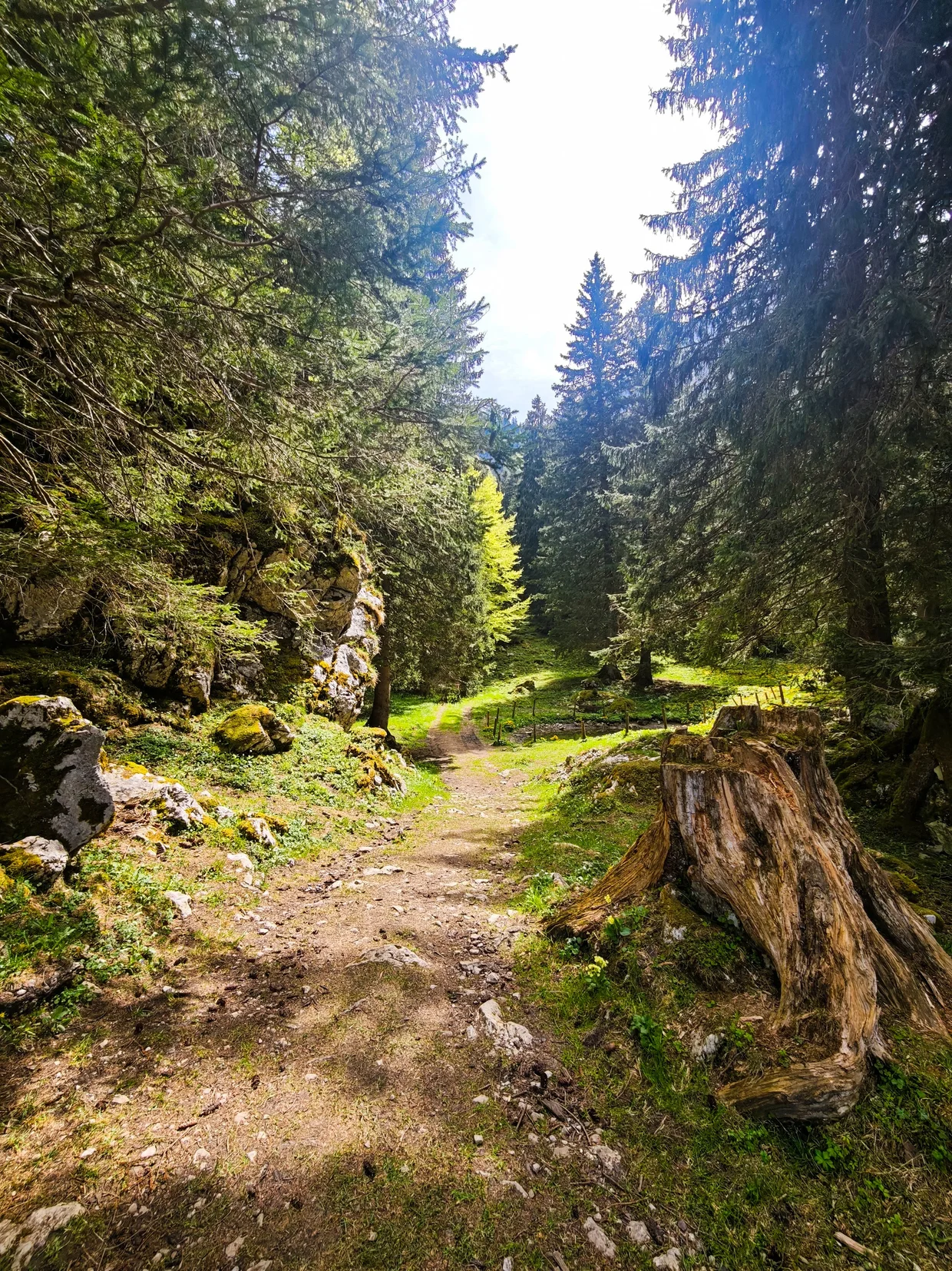 Forest track threading down through pines toward Wasserauen