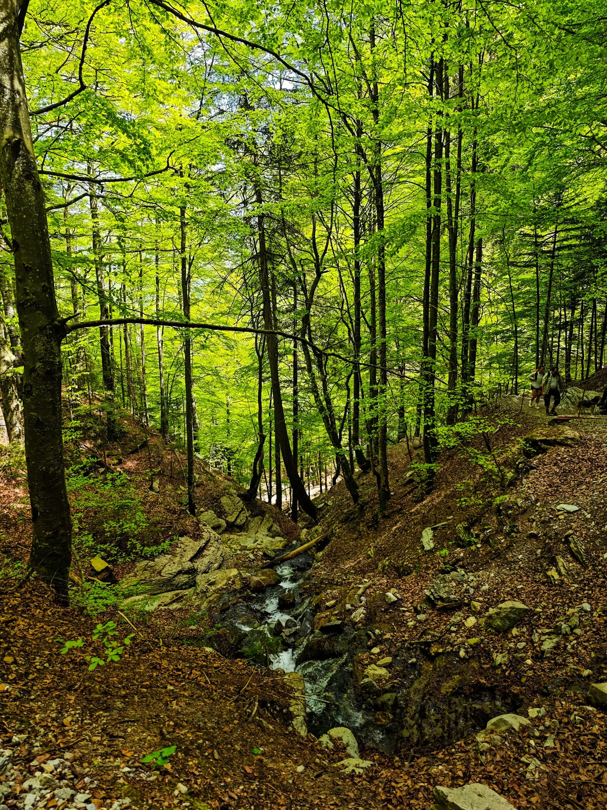 Lush forest stream on a back road heading out of Appenzell