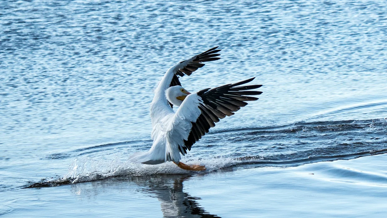 Seabird landing on the water
