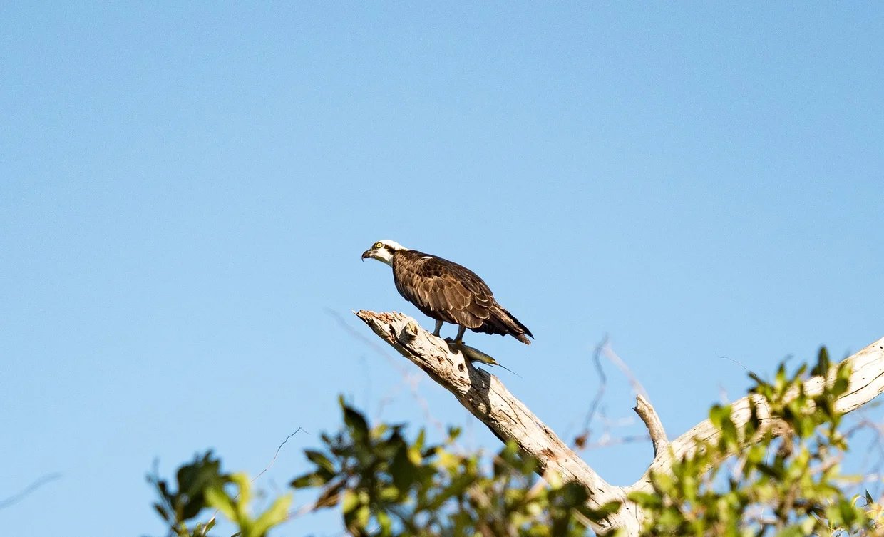 Osprey perched on a branch
