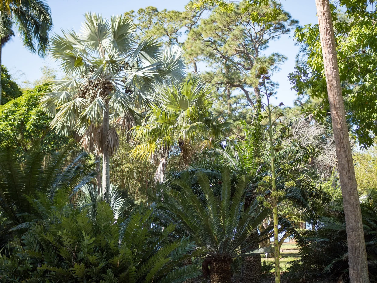 Tropical garden