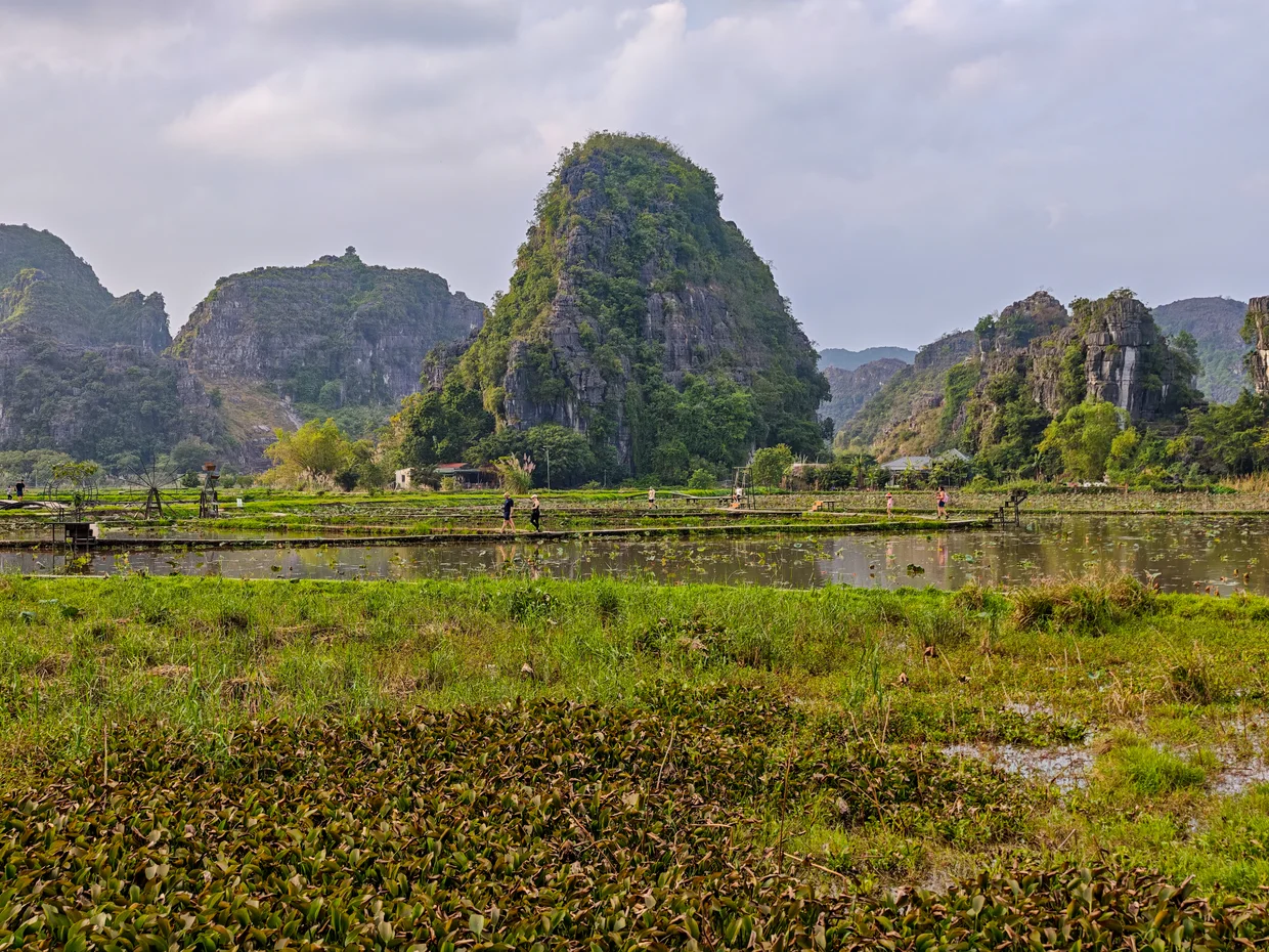 Lotus ponds and footbridges with karst cliffs in the background near Hang Mua
